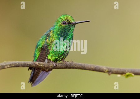 Western Emerald Hummingbird (melanorhyncus Chlorostilbon) appollaiato su un ramo in Tandayapa Valle dell Ecuador. Foto Stock