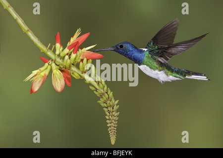 Bianco-colli (giacobina Florisuga mellivora) alimentando ad un fiore durante il volo a Bueneventura Lodge nel sud-ovest dell'Ecuador. Foto Stock