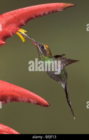 Bianco-whiskered eremita (Phaethornis yaruqui) alimentando ad un fiore mentre vola nel Milpe riserva nel nord-ovest in Ecuador. Foto Stock