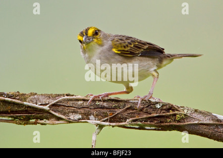 Giallo-browed Sparrow (Ammodramus aurifrons) appollaiato su un ramo vicino Parco Nazionale Podocarpus nel sud-est Ecuador. Foto Stock