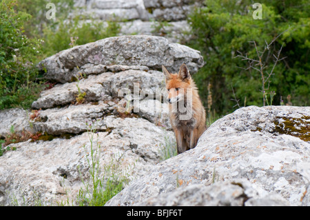 Rotfuchs (Vulpes vulpes vulpes) - Red Fox Foto Stock