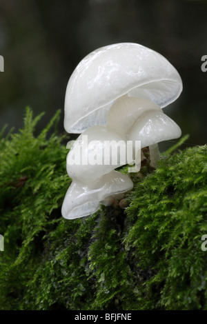 Fungo di porcellana, Oudemansiella mucida sul ramo in Sussex, Regno Unito Foto Stock