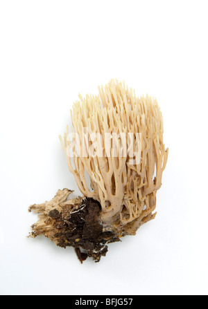 RAMARIA STRICTA, montante corallo, fungo Foto Stock