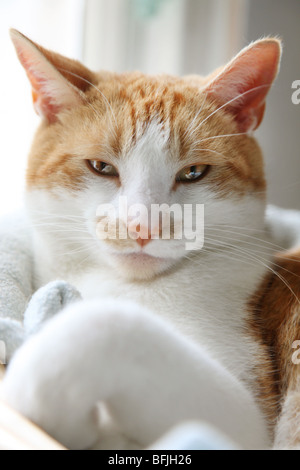 Un gatto domestico assopita nel suo letto Foto Stock