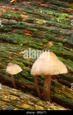 I funghi selvatici che crescono su un decadimento tronco di albero. Downley boschi, Buckinghamshire, Regno Unito Foto Stock