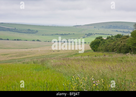 Sentiero pubblico vicino a Cissbury Ring nel West Sussex England Foto Stock