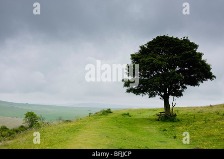 Sentiero pubblico vicino a Cissbury Ring nel West Sussex England Foto Stock