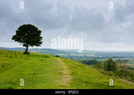 Sentiero pubblico vicino a Cissbury Ring nel West Sussex England Foto Stock