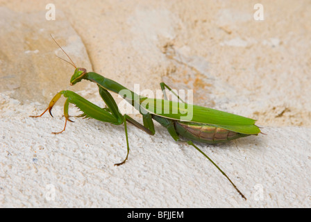 Close up depredavano Mantis su una veranda villa nel Sud della Francia Foto Stock