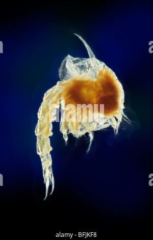 La fotomicrografia di larve di ragno granchio, Zoea, di illuminazione a campo oscuro Foto Stock