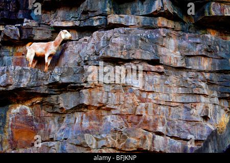 starnded capra Foto Stock