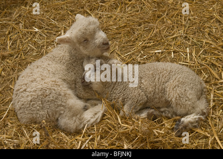 Twin agnelli addormentato in paglia. Sussex, Regno Unito. Marzo. Foto Stock
