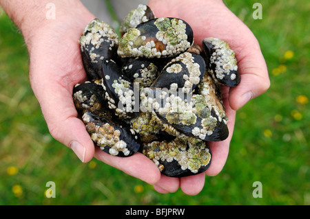 Appena raccolto le cozze in mani dell'uomo Foto Stock