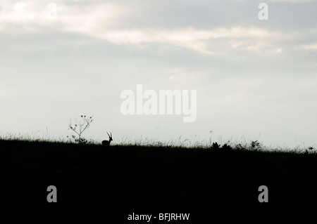 Blackbuck nella prateria Foto Stock