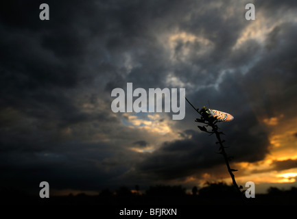 Bruno Coster Butterfly al tramonto Foto Stock