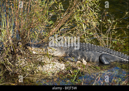 Un coccodrillo americano (Alligator mississippiensis) visto dal Anhinga Trail, Royal Palm, Everglades National Park, Florida Foto Stock