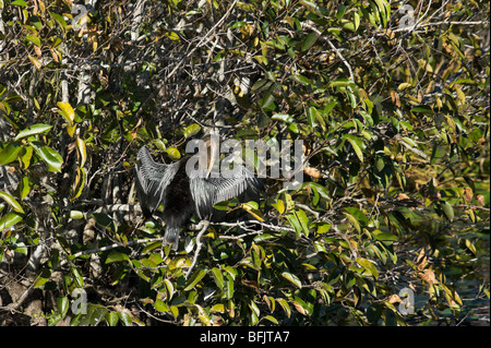 Un Anhinga (Anhinga anhinga) essiccare le sue piume al sole, Anhinga Trail, Royal Palm, Everglades National Park, Florida Foto Stock