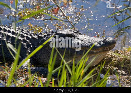 Un coccodrillo americano (Alligator mississippiensis) visto dal Anhinga Trail, Royal Palm, Everglades National Park, Florida Foto Stock