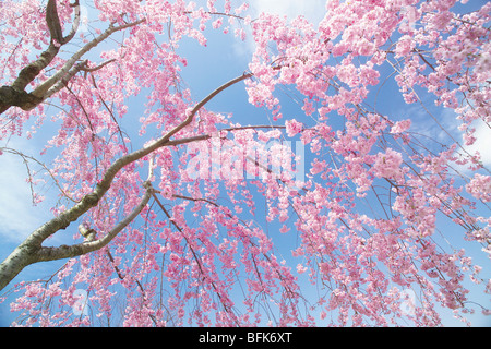 Cherry blossoms Foto Stock