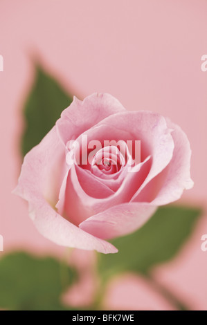 Close-up di una rosa Foto Stock