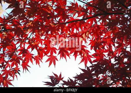Foglie di autunno Foto Stock