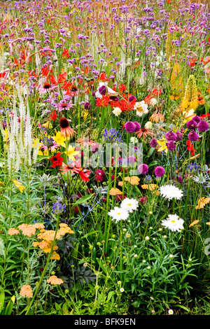 Un tripudio di coloratissimi fiori di prato Foto Stock