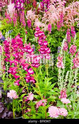 Gerbera 'Everlast rosa', 'Penstemon Pensham prugna Jerkum' e 'Astilbe Walter Bitner' in fiore mista confine di colore armonioso Foto Stock