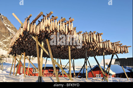 Cod appesi ad asciugare su un rack di pesce, Å, A, in isole Lofoten. Foto Stock