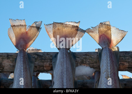 Code di pesce. Cod appesi ad asciugare su un rack di pesce in Lofoten, a nord della Norvegia Foto Stock