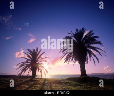 Gli alberi di palma, Prefettura di Nagasaki, Kyushu, Giappone Foto Stock