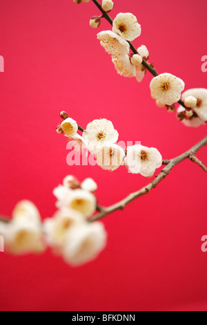 Fiore della prugna Foto Stock