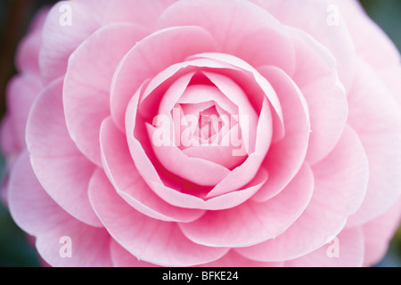 Close up pink camellia Foto Stock