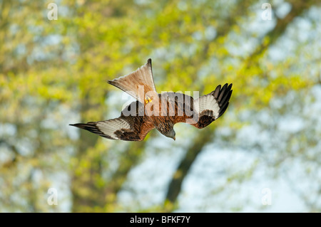 Rotmilan (Milvus milvus) - Nibbio volo attraverso la foresta Foto Stock