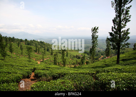 Il tè verde boccole sulla colline di una piantagione di tè nel distretto di Wayanad del Kerala, India. Foto Stock