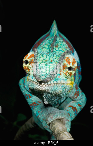 Panther Chameleon (Furcifer pardalis) maschio OCCIDENTALE DEL MADAGASCAR Foto Stock