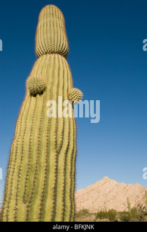 Cactus Saguaro (Carnegiea gigantea) Cabeza Prieta montagne, Arizona meridionale Foto Stock