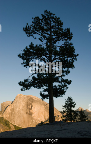 Mezza Cupola e pino al tramonto, dalla cupola del Nord, il Parco Nazionale Yosemite in California Foto Stock