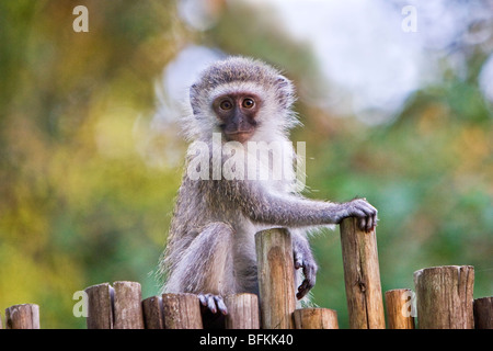 Vervet monkey è calma e curiosi e sono mammiferi di ordine più alto che di adattarsi ad una vasta gamma di ambienti. Foto Stock