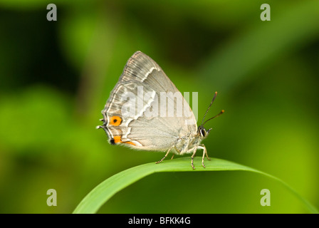 Viola hairstreak butterfly Foto Stock