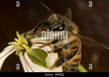 Bee Apis mellifera scutellata raccogliendo il polline su un fiore Foto Stock