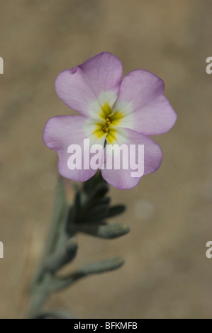 Argento stock del Mare del fiore (Malcolmia littorea) Foto Stock