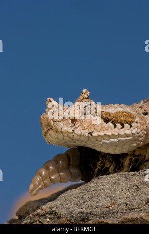 Deserto Sonoran Sidewinder (Crotalus cerastes) - Arizona USA - infame rattlesnakes - Close-up di testa Foto Stock