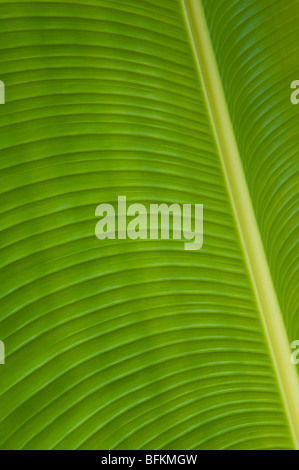 Albero di Banana Leaf; Waihe"e Valle, Maui, Hawaii. Foto Stock