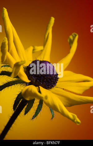 Close up black eyed susan (Rudbeckia ) fiore su un arancione e sfondo giallo Foto Stock