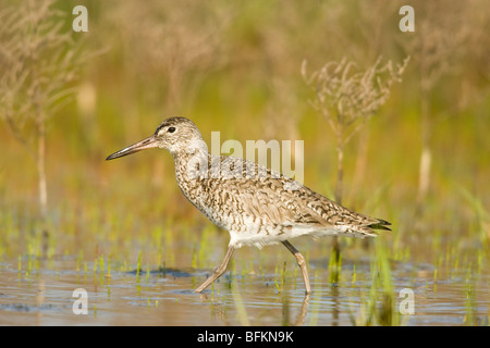 Willet (Catoptrophorus semipalmatus) Foto Stock