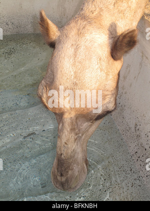 Cammello Dromedario bere da un grande canale ad un allevamento di cammelli nel deserto vicino a Abu Dhabi, Emirati arabi uniti Foto Stock