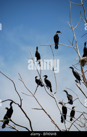 I cormorani sono ' appollaiati su albero ucciso da loro guano sul Leslie Street allo spiedo, un santuario degli uccelli vicino al centro di Toronto Foto Stock