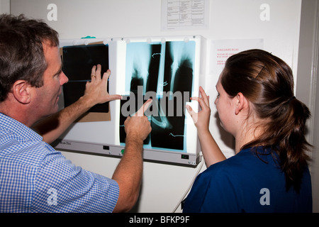 I veterinari esaminando i raggi X Foto Stock