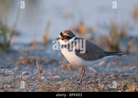 Flussregenpfeifer (Charadrius dubius) - poco inanellato Plover Foto Stock