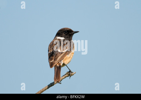 Europäische Schwarzkehlchen (Saxicola rubicola) - stonechat Foto Stock